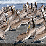Pelicans resting Sixes Estuary