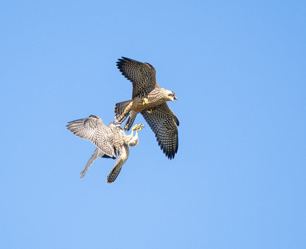 Peregrine juveniles