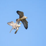 Peregrine juveniles
