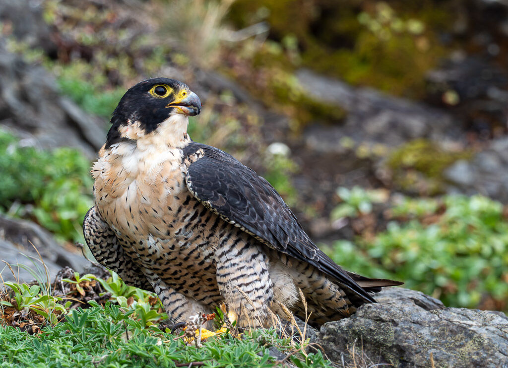 Peregrine on bank at Humbug State Park