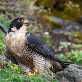Peregrine on bank at Humbug State Park