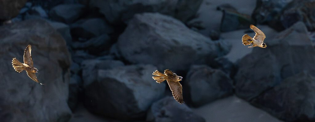 Peregrine x 3