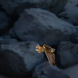 Peregrine x 3