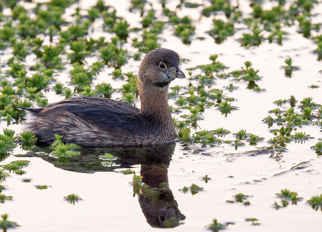 Pied-billed Grebe reflection in pond weeds.