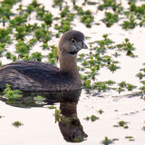 Pied-billed Grebe reflection in pond weeds.
