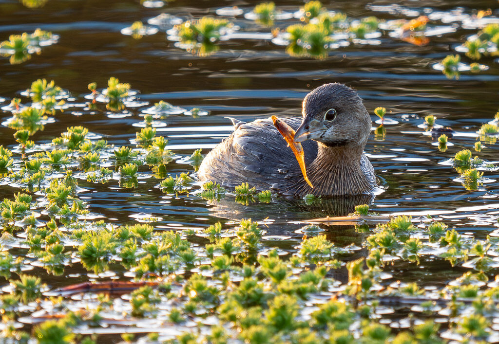Pied Billed Grebe with fish.