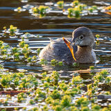 Pied Billed Grebe with fish.