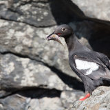 Pigeon Guillemot arriving at nest-hole with food