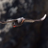 Pigeon Guillemot flying against dark rocks