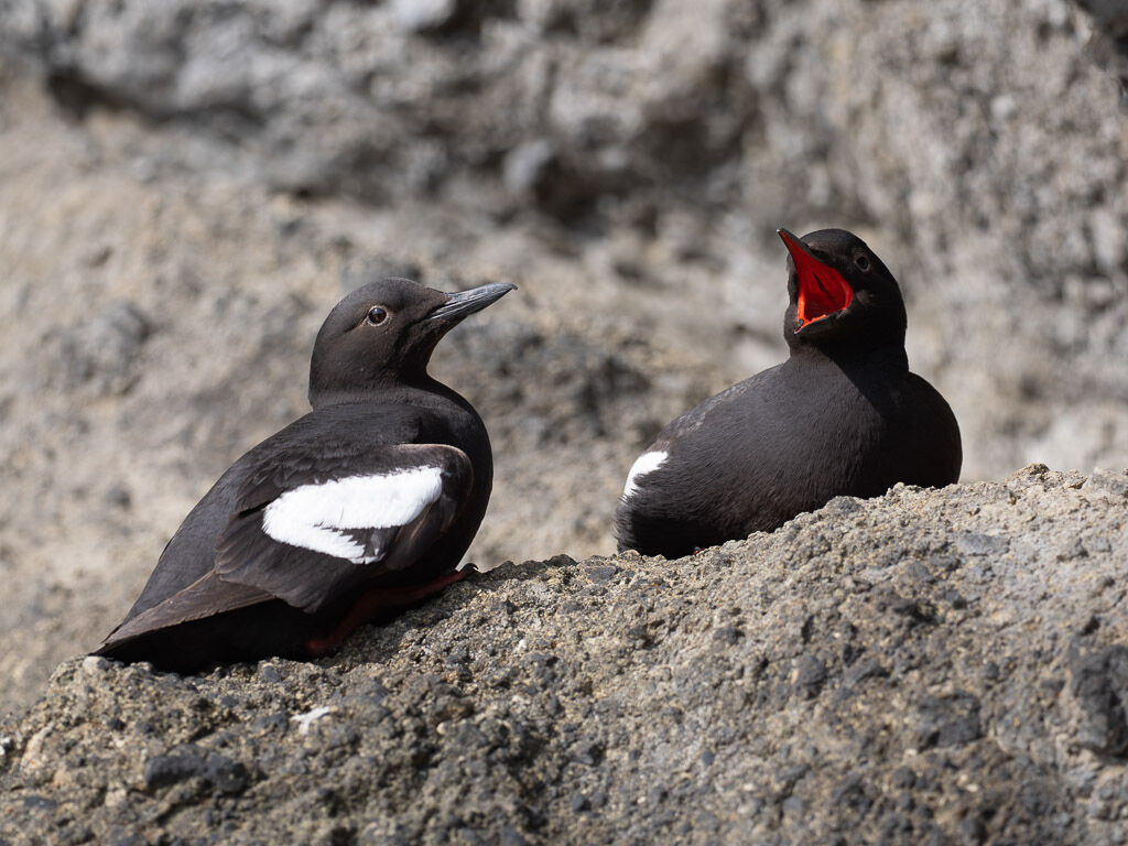 Pigeon Guillemot pair on rock