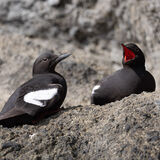 Pigeon Guillemot pair on rock