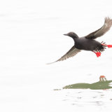 Pigeon Guillimot flying close to water reflection