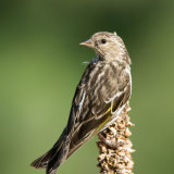 Pine Siskin on dead seed head