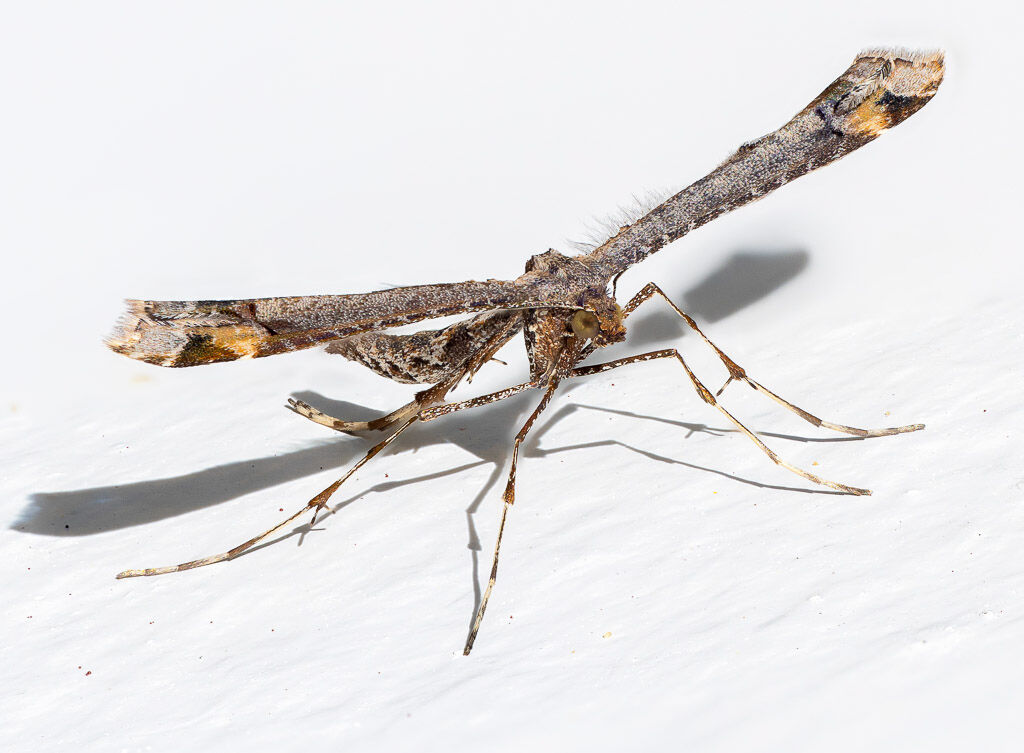 Plume Moth (2)