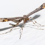 Plume Moth (2)