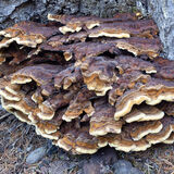 Polypore at base of tree