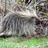 Porcupine out in daytime