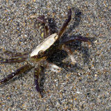 Possible tiny yellow shore crab