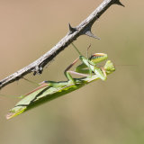 Praying Mantis European