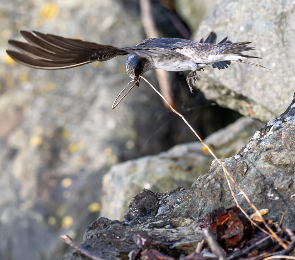 Purple Martin gathering nest material.