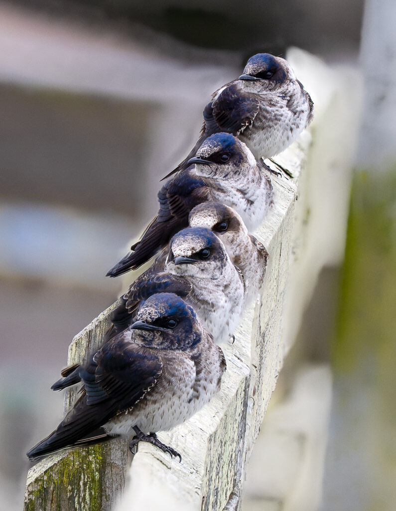 Purple Martins sat on fence