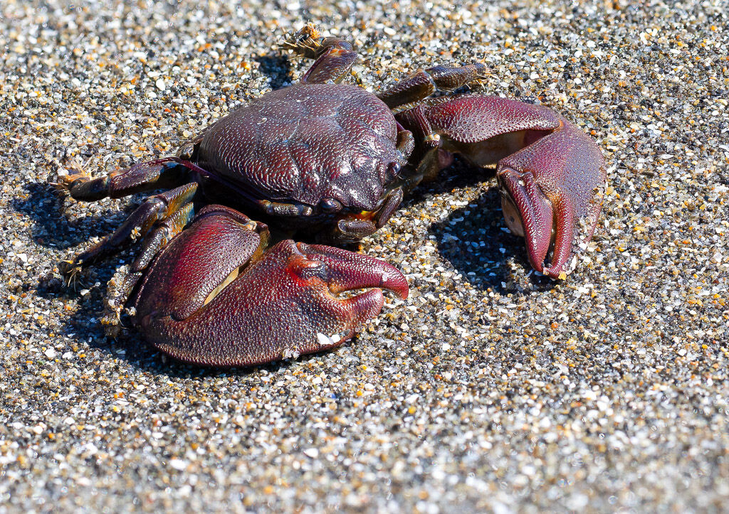 Purple Porcelain Crab