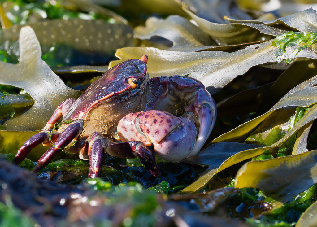 Purple Shore crab amongst kelp