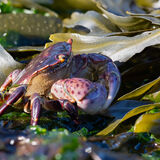 Purple Shore crab amongst kelp