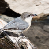 Pygmy Nuthatch having a drink