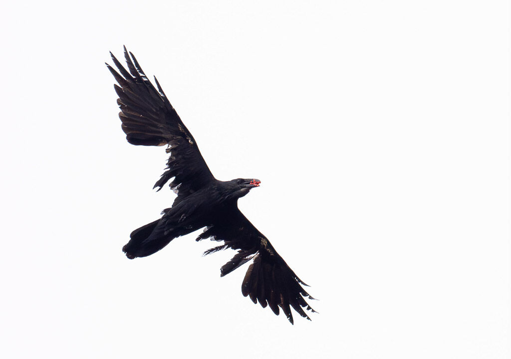 Raven defying nature