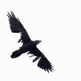 Raven defying nature