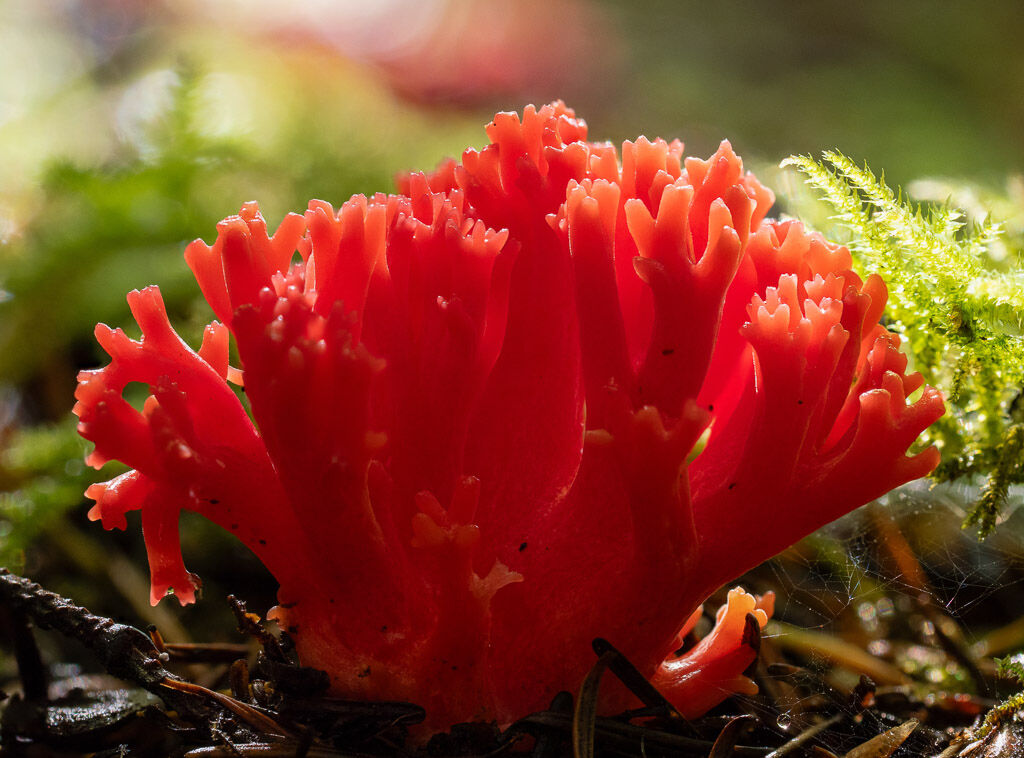 Red-coral Fungus