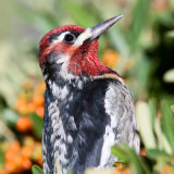 Red-naped Sapsucker in Pyrocanthus