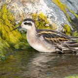 Red-necked Phalarope, juvenile