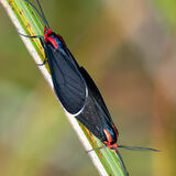 Red-shouldered Ctenucha moths