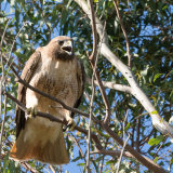 Red-tailed Hawk calling-2
