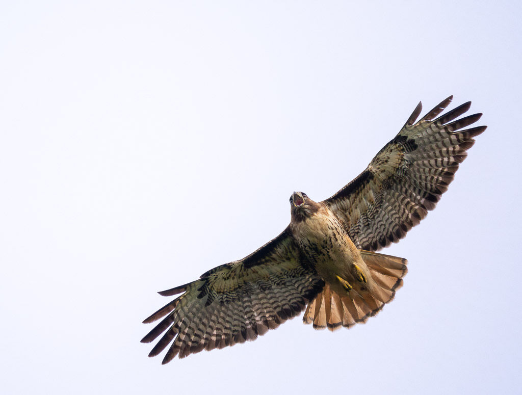 Red-tailed Hawk in flight  calling