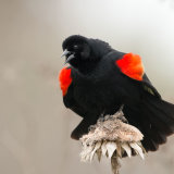 Red-winged Blackbird displaying red lapel