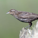 Red-winged Blackbird female
