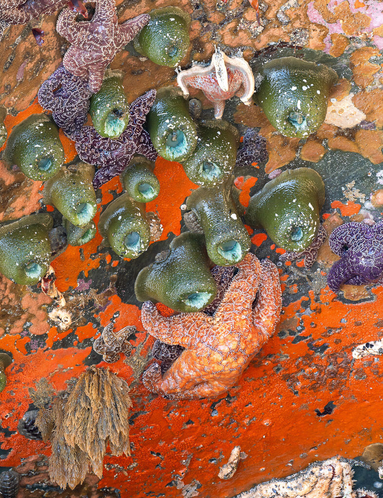 Red slime low tide colors