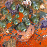 Red slime low tide colors