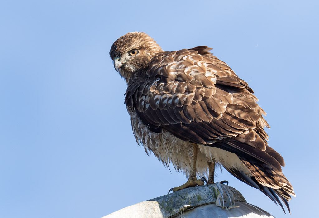 Redtail Hawk on street light