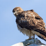 Redtail Hawk on street light