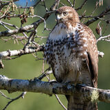 Redtail