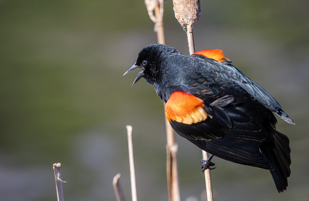 Redwing Blackbird displaying lapels