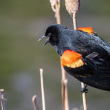 Redwing Blackbird displaying lapels