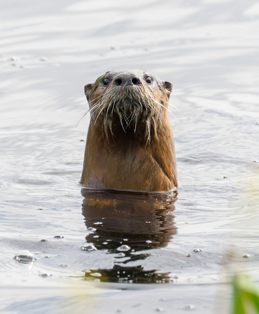 River Otter