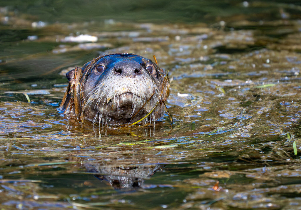 River Otter in pond weeds