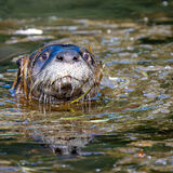 River Otter in pond weeds