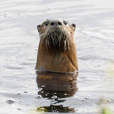 River Otter